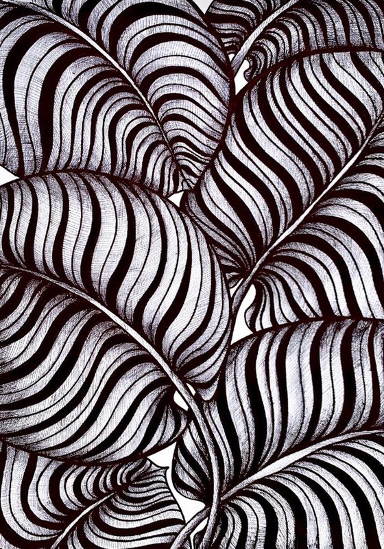 ZEBRA LEAVES