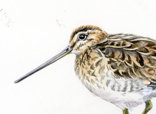 Snipe bird watercolour by Una Hurst