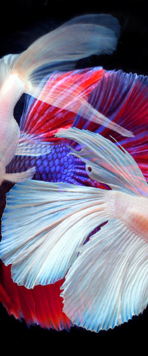 Betta Collage 53 by MICHAEL FILONOW