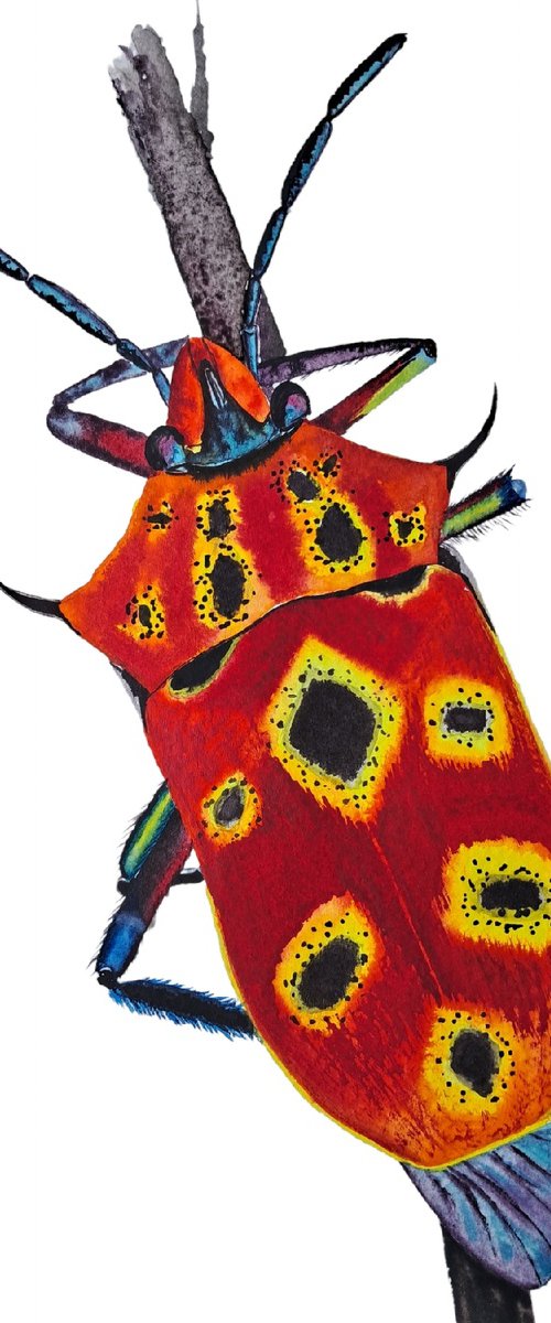 Cantao ocellatus. Beetle. Scutelleridae by Yuliia Sharapova