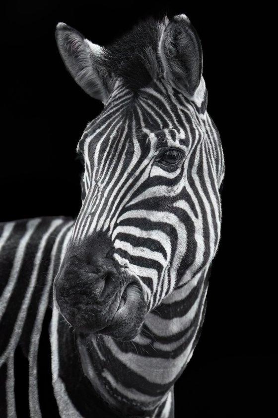 Zebra sideways glance