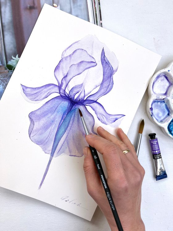 Xray Purple  Iris