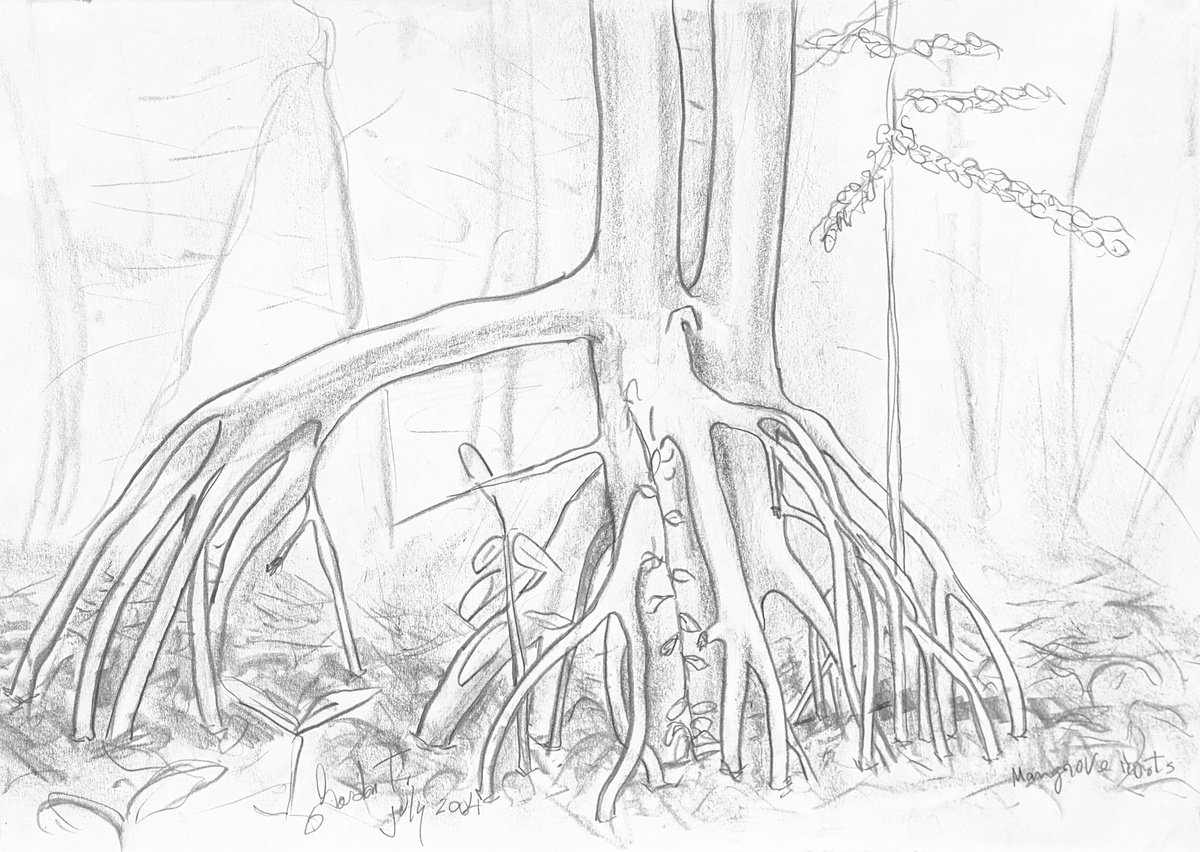 Mangrove roots by Gordon Tardio
