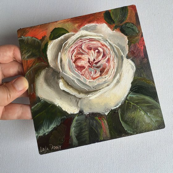 Pink roses still life