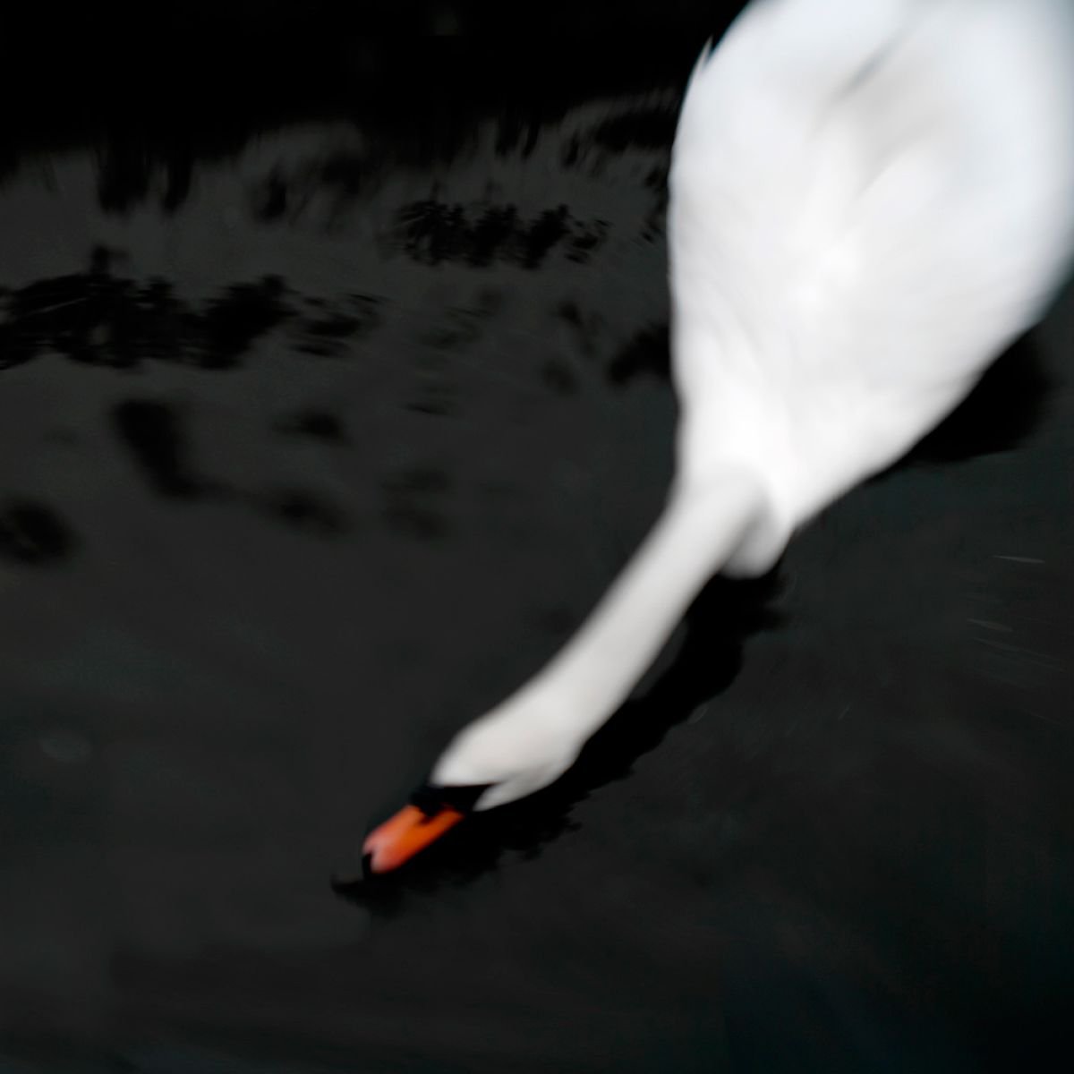 Black water Swan by Steve Deer