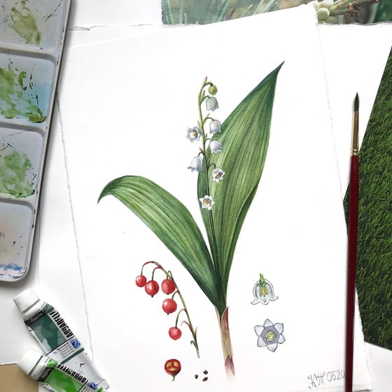 Lily of the valley flower botanical illustration