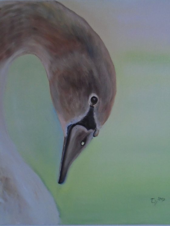 Swan