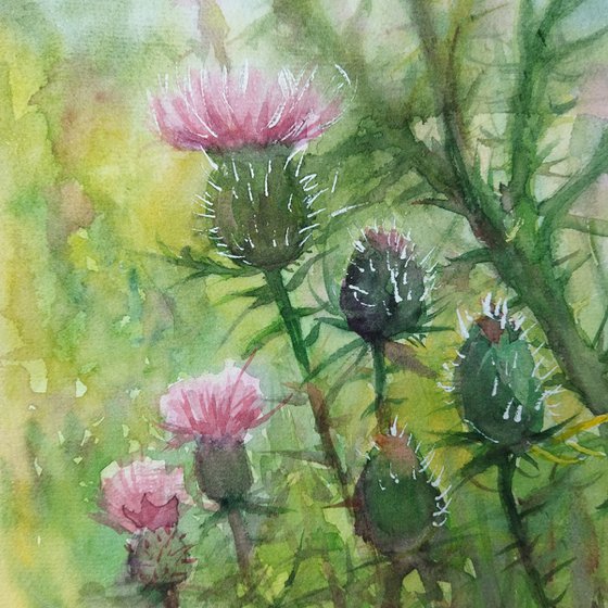 Scottish Thistle bush