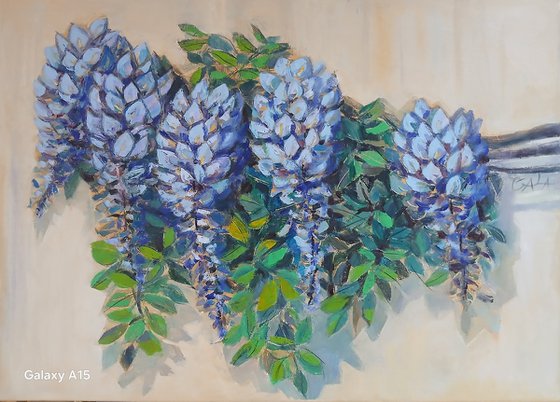 Wisteria
