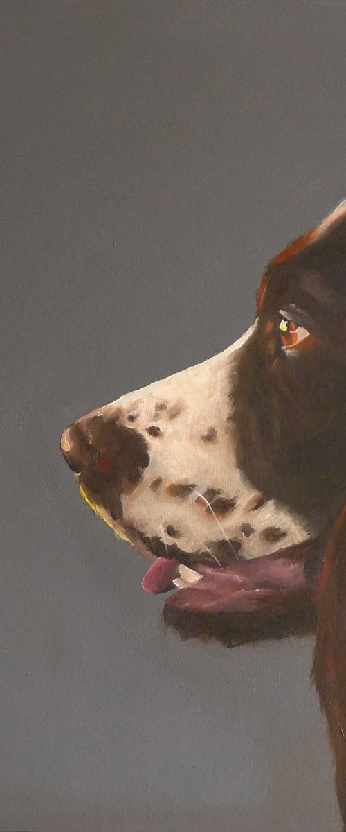 Betsy the Springer Spaniel by Helen Sinfield