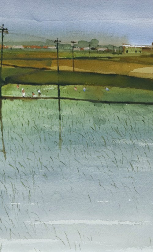 Paddy fields minimal composing by Prashant Prabhu