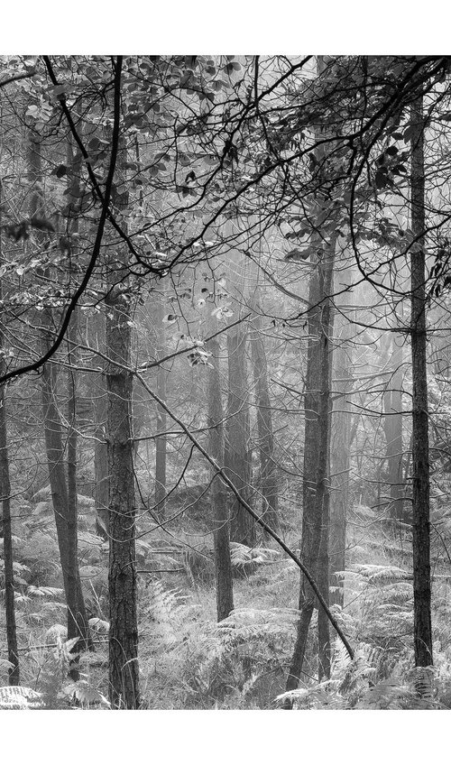New Forest 1015 by David Baker