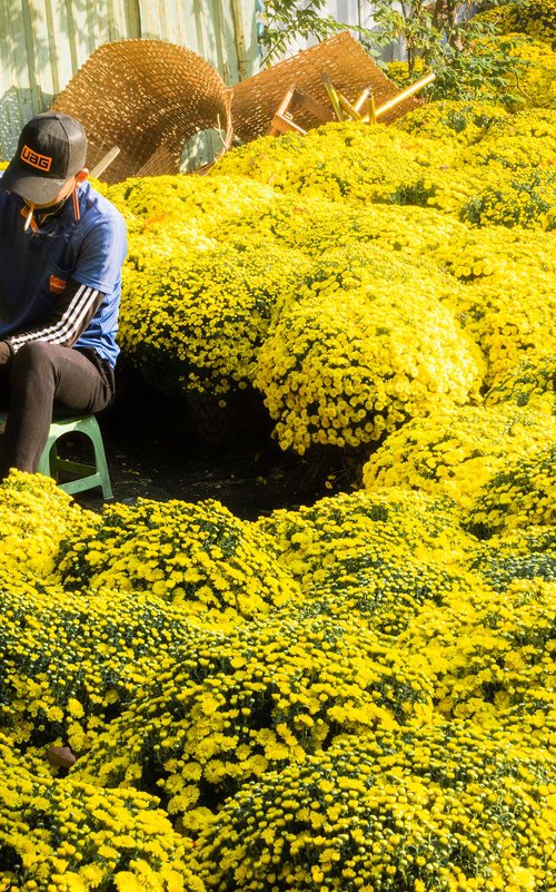 A Sea of Yellow by Serge Horta