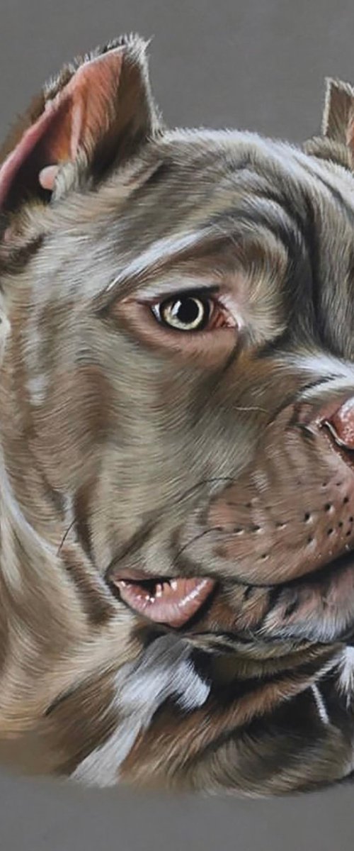 American Bully Dog by Clare Parkes