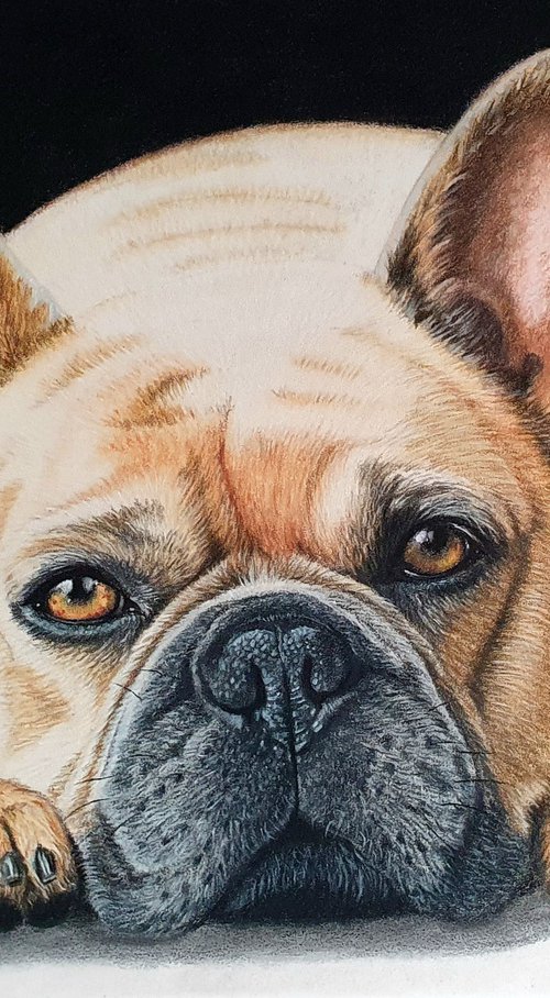 Little Frencie - Bulldog Drawing by Silvia Frei