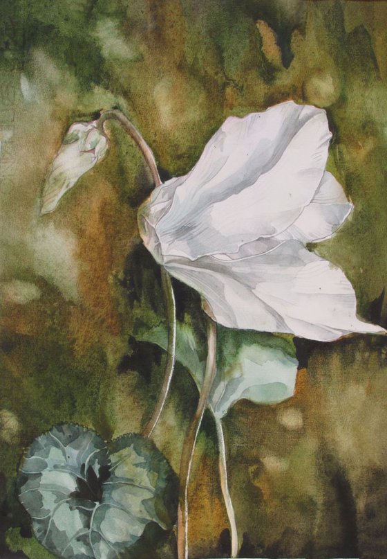 Winter Cyclamen