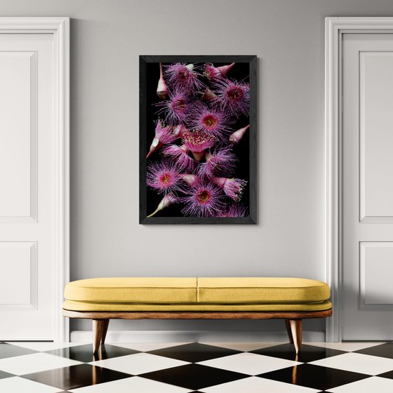 Pink Corymbia Flowers