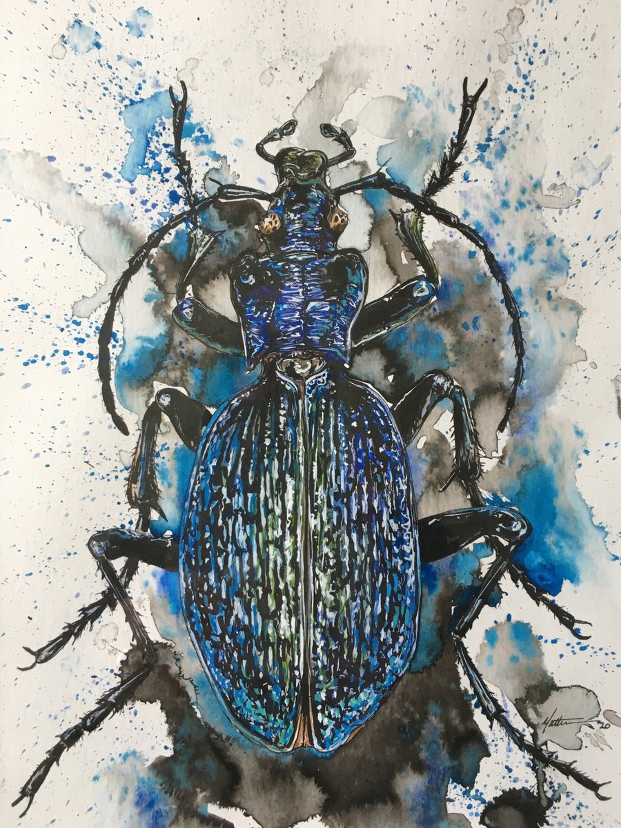 Blue Ground Beetle by Matt Buckett