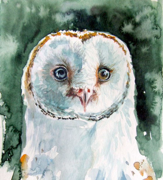 Owl collection