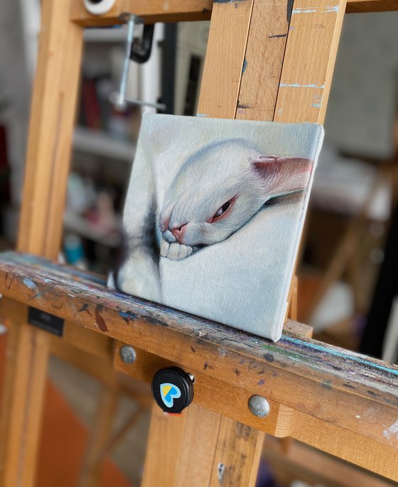 Cat Portrait