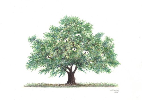 European Oak Tree by Shweta  Mahajan
