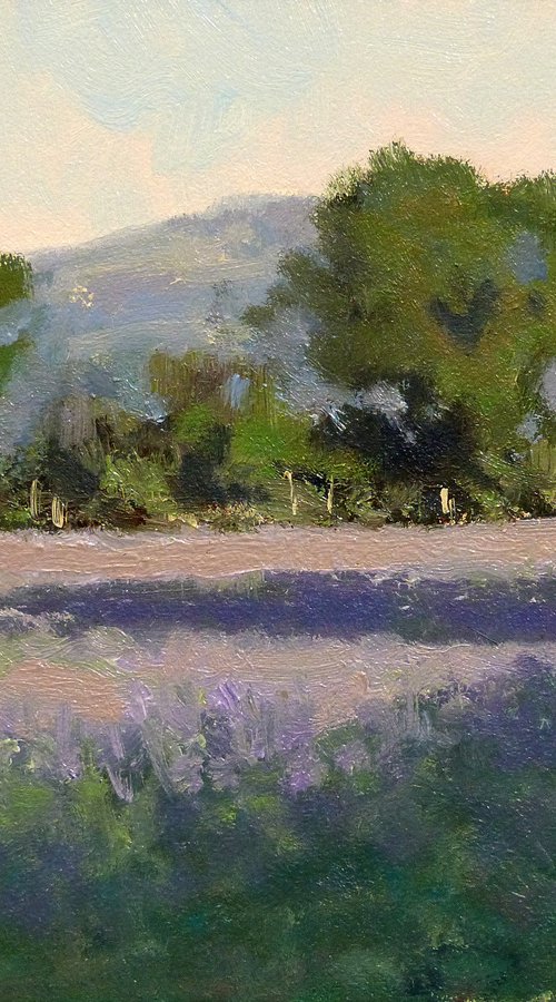Lavender Fields near Mison by Pascal Giroud