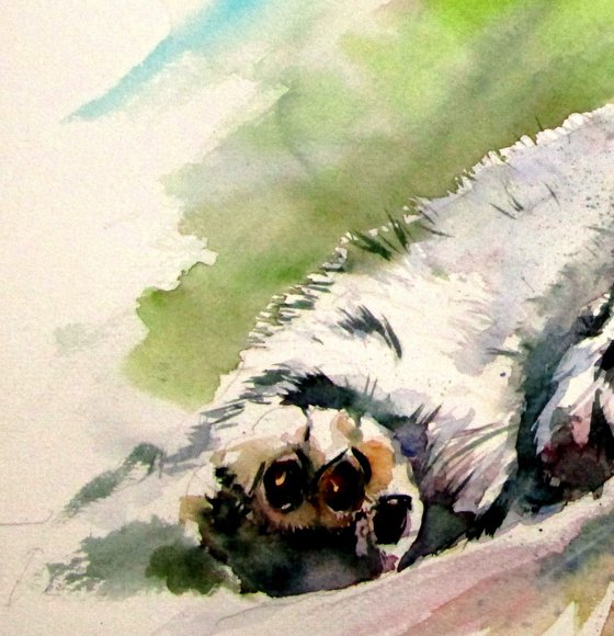 Snow leopard