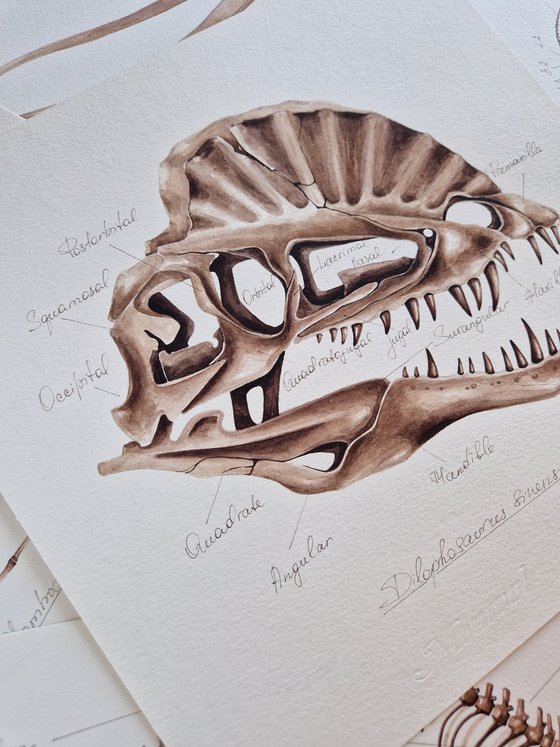 Dilophosaurus skull, anatomy
