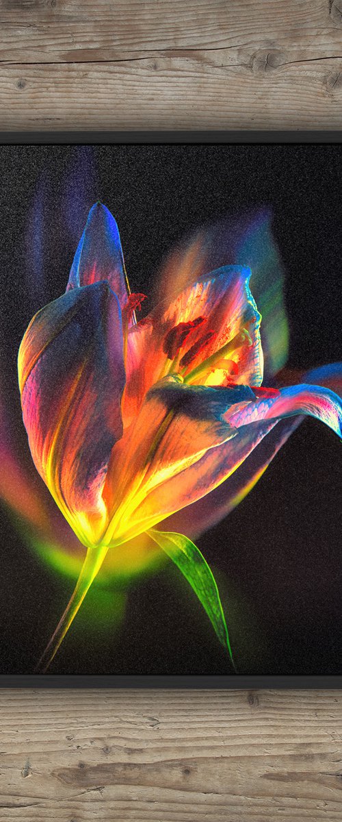 Lilies #2 Abstract Multiple Exposure Photography of Dyed Lilies Limited Edition Framed Print on Aluminium #2/10 by Graham Briggs
