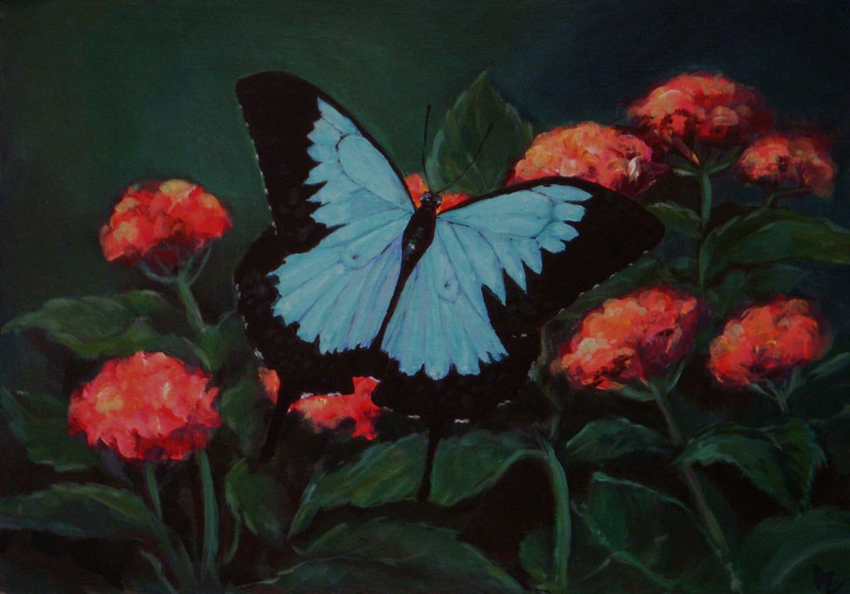 Butterfly by Anastasia Zabrodina