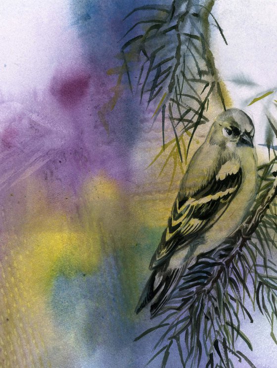 finch with pine watercolor