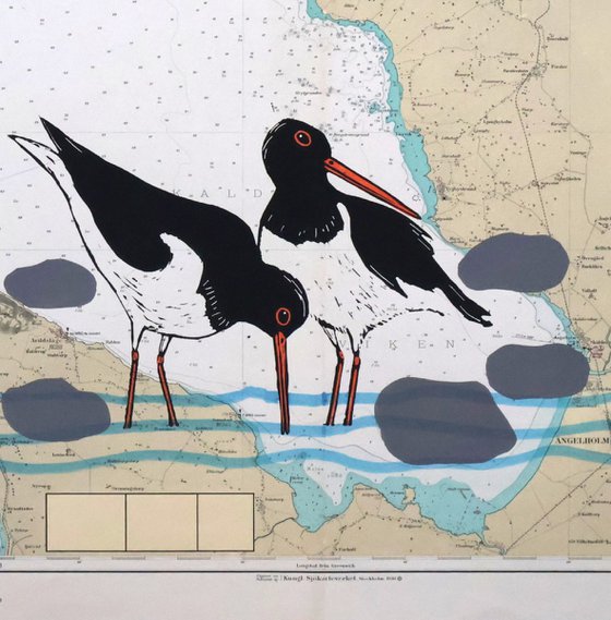 Oystercatchers Kattegatt