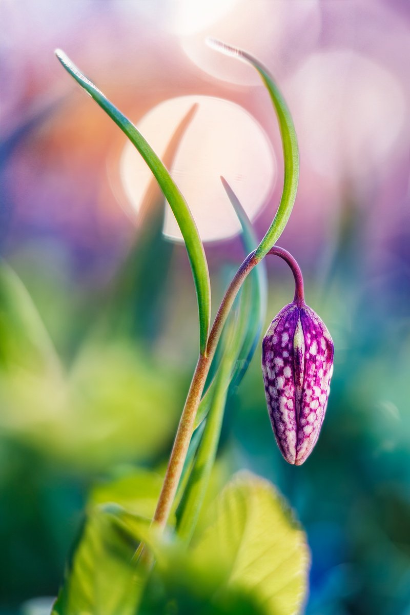 Surrealistic Botanical Photograph By Inna Etuvgi, 17 X 25, Tropical Dreams Of Fritillaria, Original Artwork