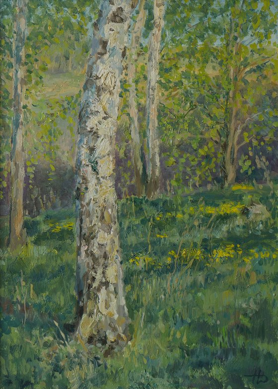 The May evening in the birch forest - landscape painting