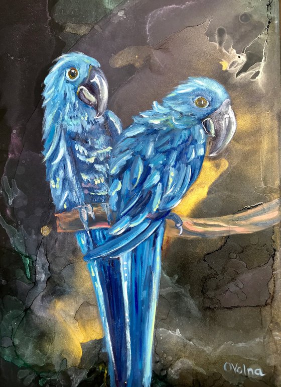 Blue parrots