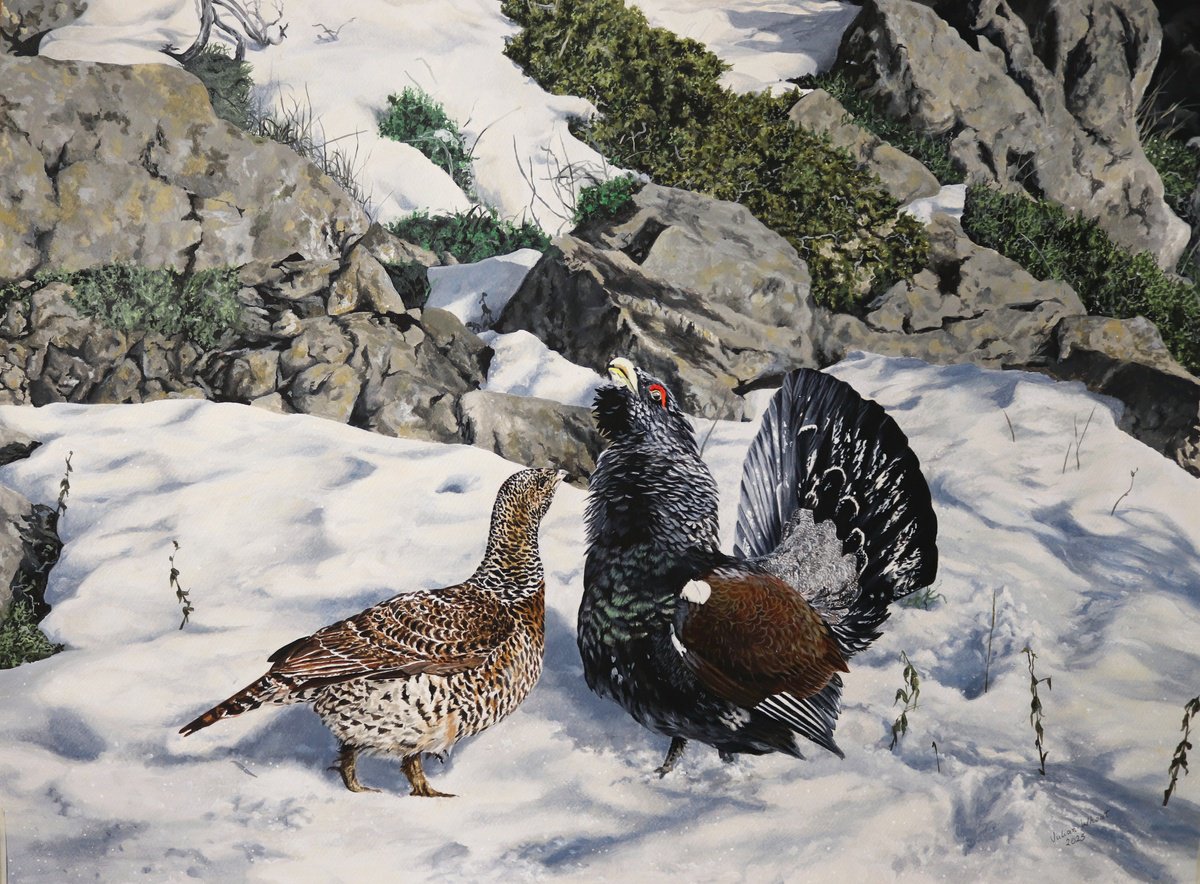 Photorealistic Animal Acrylic Painting By Julian Wheat, 32 X 23", Capercailler Des Pyrenees, Original Artwork