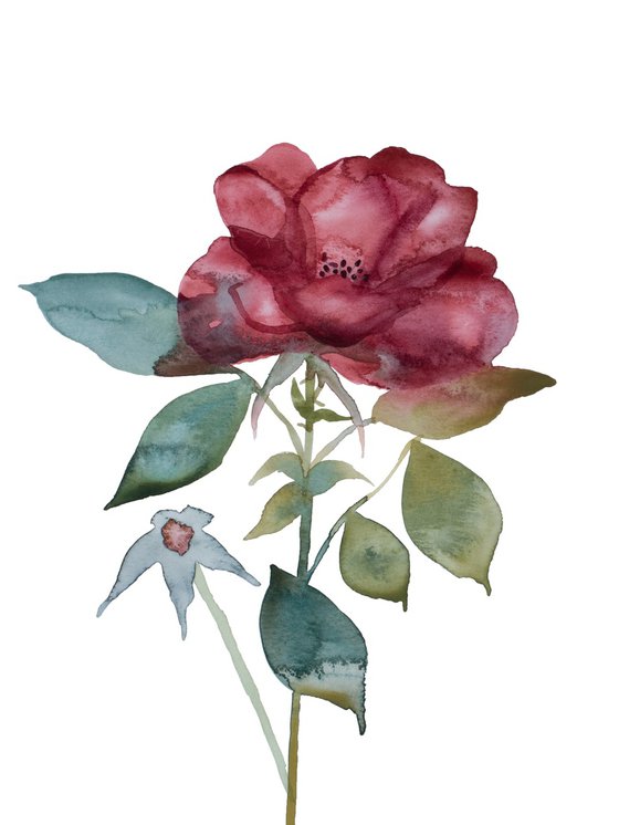 Rose Study No. 75