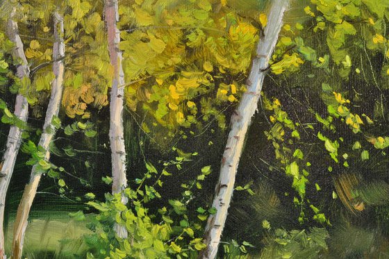 Birches at the edge of the forest