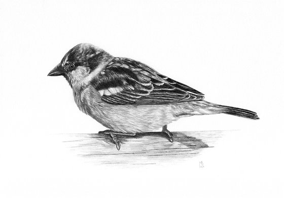 House sparrow