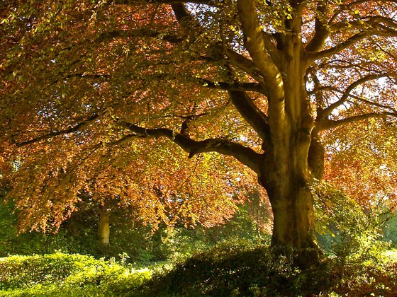 Copper Beech, Rural Hampshire