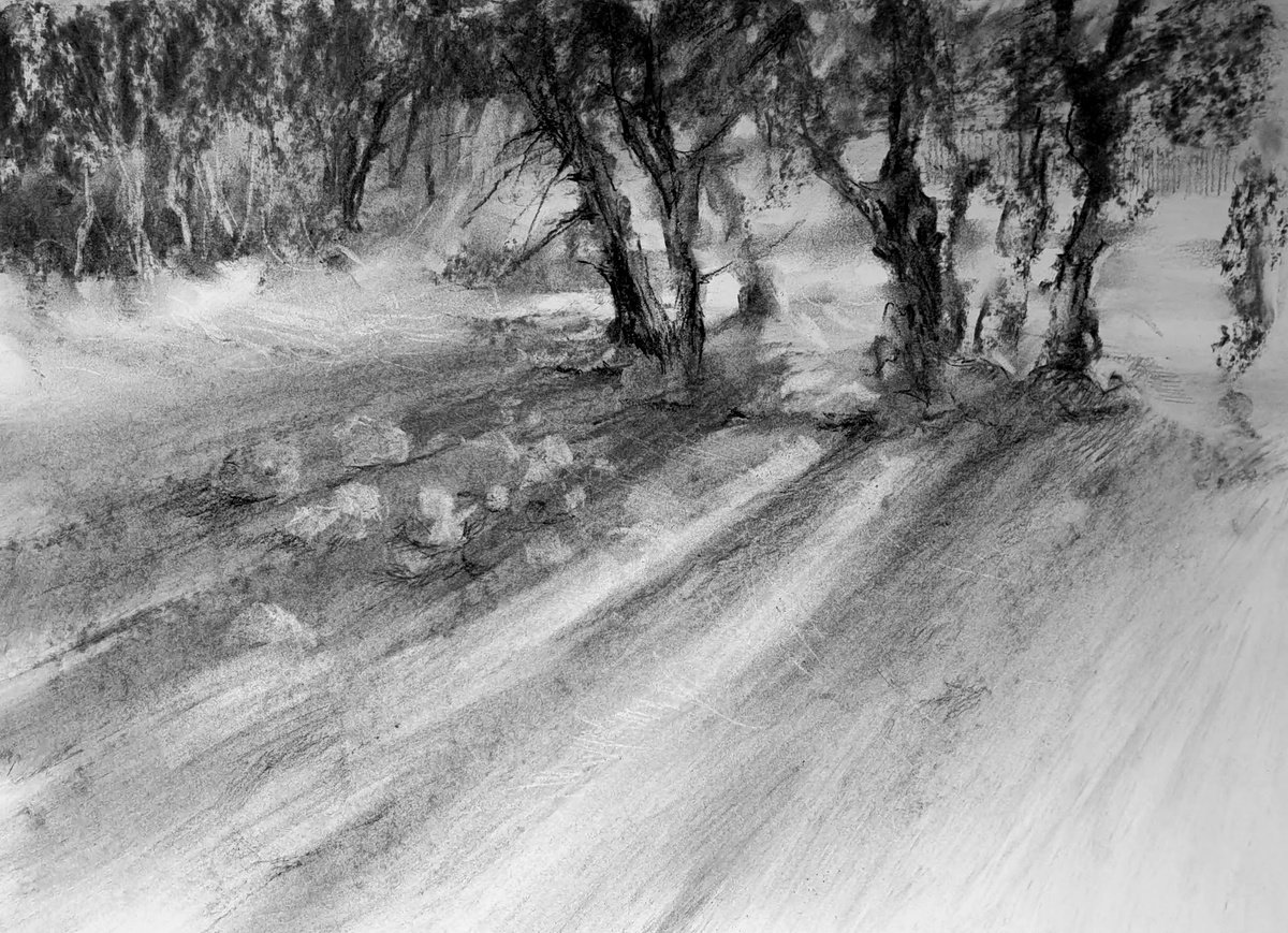 Impressionistic Charcoal Drawing , Light And Shadows. Forest In The Sunny Day. By Elena Genkin, 16 X 12, Artwork For Sale On Artfinder