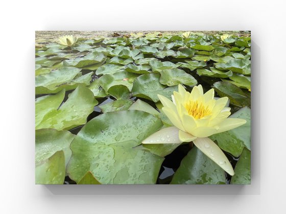 Water lily