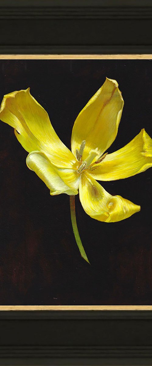 Yellow Tulip Portrait by Ayna Paisley