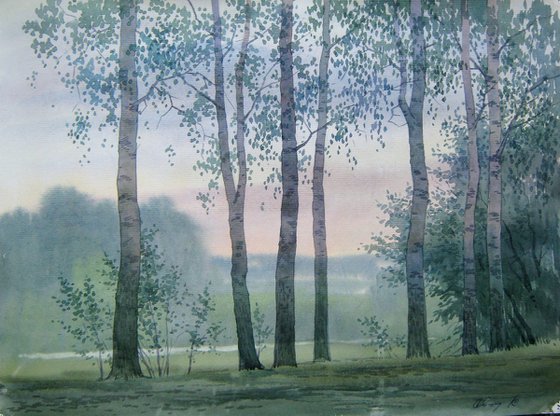 Birches in the forest