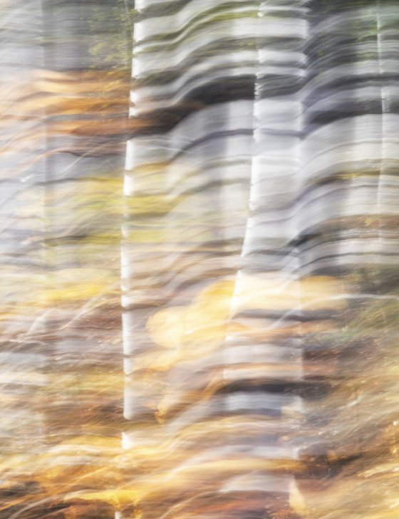 Birches (studio 9)