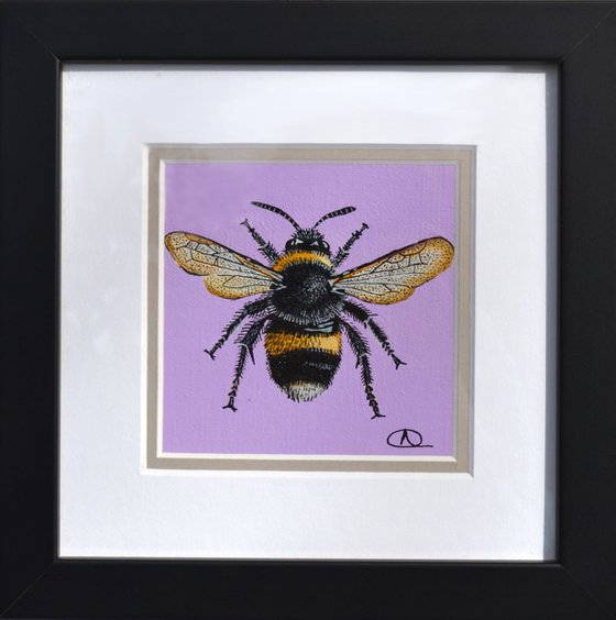 Specimen 2BEE - Buff-Tailed Bumblebee (Bombus terrestris)
