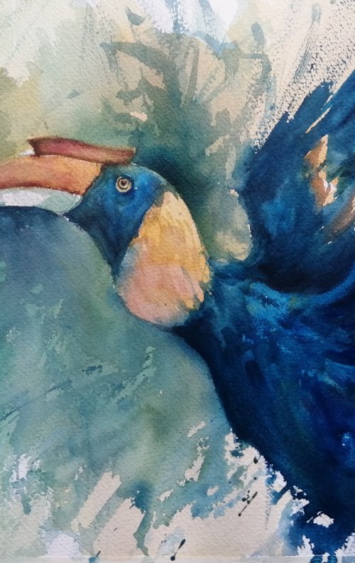 hornbill 2 by Giorgio Gosti