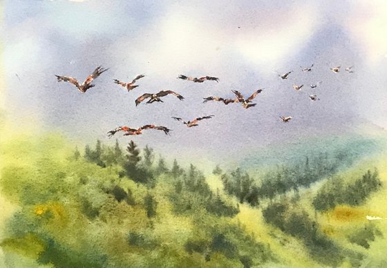 Red Kites over Forestry