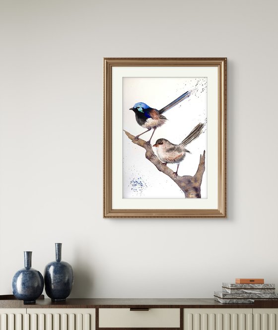 Pair Purple-backed Fairy-wrens