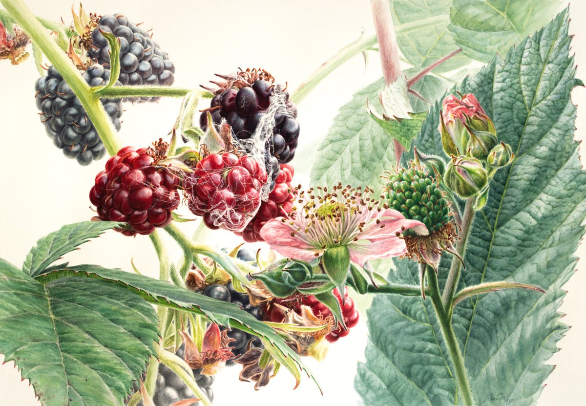 Photorealistic Botanical Watercolour By Lida Duchnewitsch, 26 X 21", Dewberry. Nature Is The Best Sculptor And Painter, Artfinder